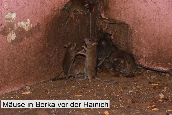 Mäuse in Berka vor der Hainich